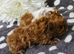 2 boar pairs available