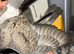 Rare colour racing pigeons