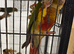Bonded pair of green cheek conures