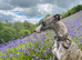 KC whippets for sale