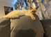 Ragdoll kitten