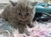 British short haired cross kittens for sale