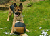4 year old German shepherd girl