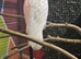 Little corolla bare eyed cockatoo proven breeding pair