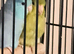 Beautiful egg laying Parrotlets