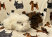 Baby Guinea pigs