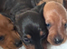 KC Registered Red/Mixed Miniature Smooth Puppies