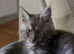Maine Coon Kittens *Ready to leave
