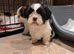 Shih tzu X Lhasa apso