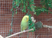 Baby budgies
