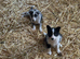 Beautiful mixed litter of border collies