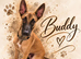 Buddy the Belgian Malinois