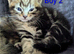Gorgeous Tabby Kittens for sale &pound;250 male &pound;300 female
