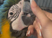 Blue and gold macaw baby's ready soon!!!