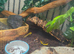 5 fire salamanders