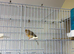 Canary