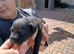 Patterdale pups