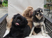 FLUFFY PUG STUD carries every colour Inc husky