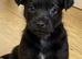 Jack Russell puppies