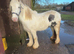 13.1 Cob mare