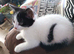 ORPHAN - White and Black kitten.