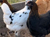 Hybrid chickens for sale
