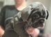 Blue Tri British Bulldog