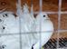 PURE WHITE GARDEN FANTAIL PIGEONS