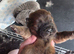 STUNNING CHOW CHOW PUPPIES