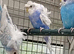 Helicopter budgies for sale