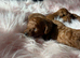 Solid red poodles