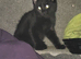 Male kitten