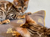 Quality TICA Registered Kittens