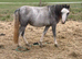 Shetland x welsh a filly