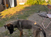 Dog for sale