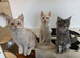 Three beautiful Maine Coon kittens