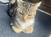 Lovely cat looking lovely home
