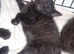 6 lovely kittens