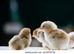 Baby chicks