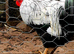 Bantam Blue Pencilled Wynadotte Pullet Cockerel