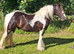 Joe 14.2hh aride & Drive 9yo gelding