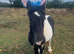 2 ponies for sale 1 Welsh secA, 1 cob x Shetland