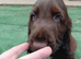 Puppies for sale