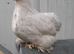 Lavender Pekin bantam chicken