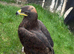 Female steppe eagle