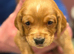 Bocker Beagle x Cocker Spaniel puppies