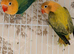 Lovebirds pairs and aquas available.