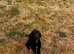 KC registered cocker spaniel girl