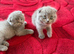 British and Scottish Fold kittens