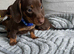 Puppies
